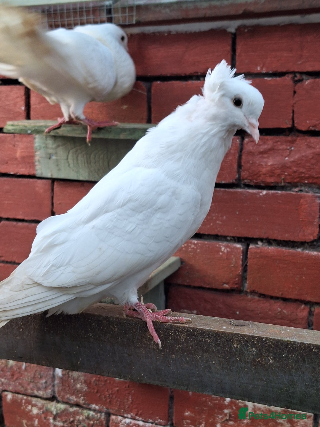 Pigeons birds for sale: 7 Pigeons for sale - Advert 31