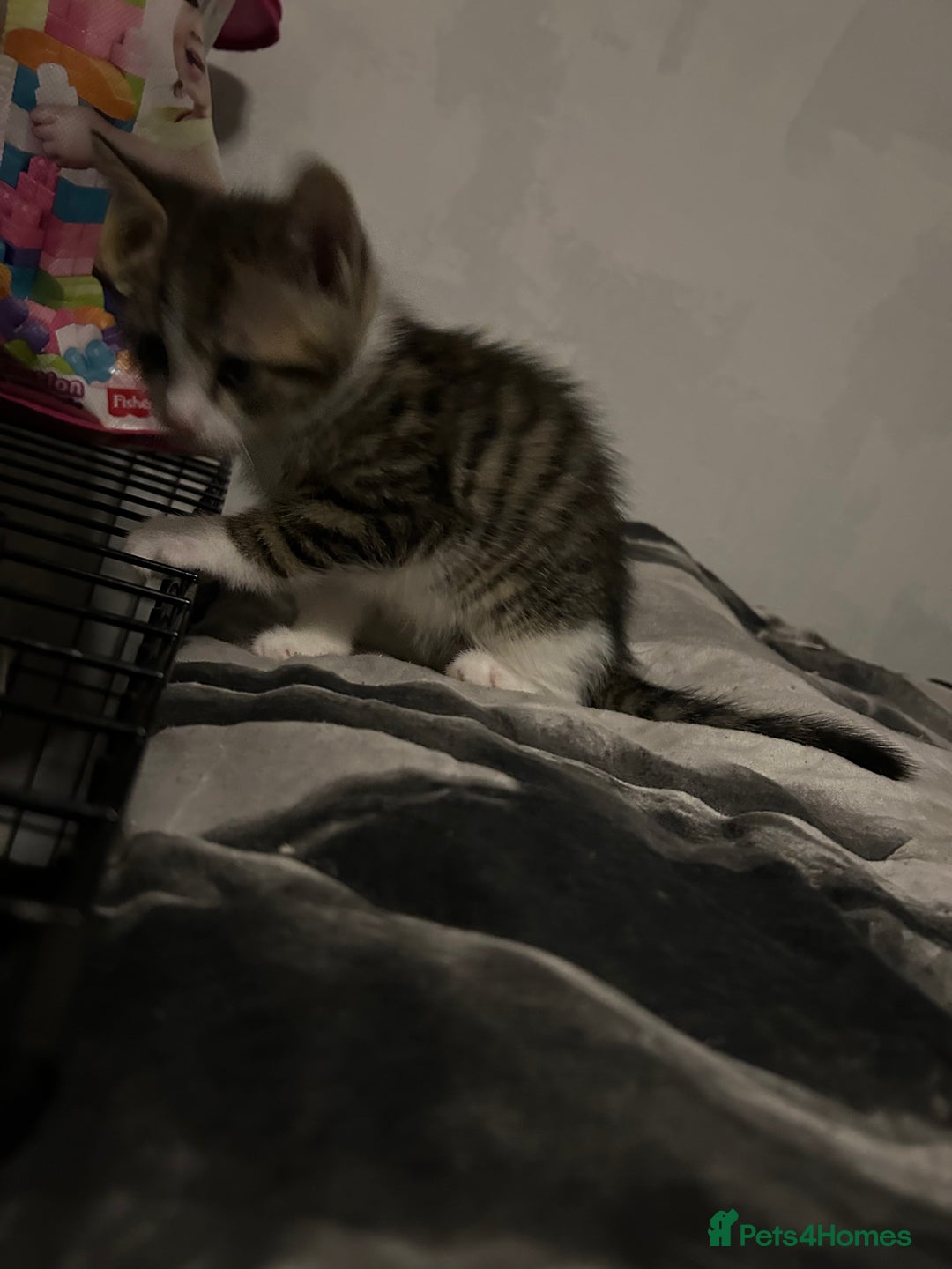 Mixed Breed cats for sale: Kittens are ready now  - Advert 10