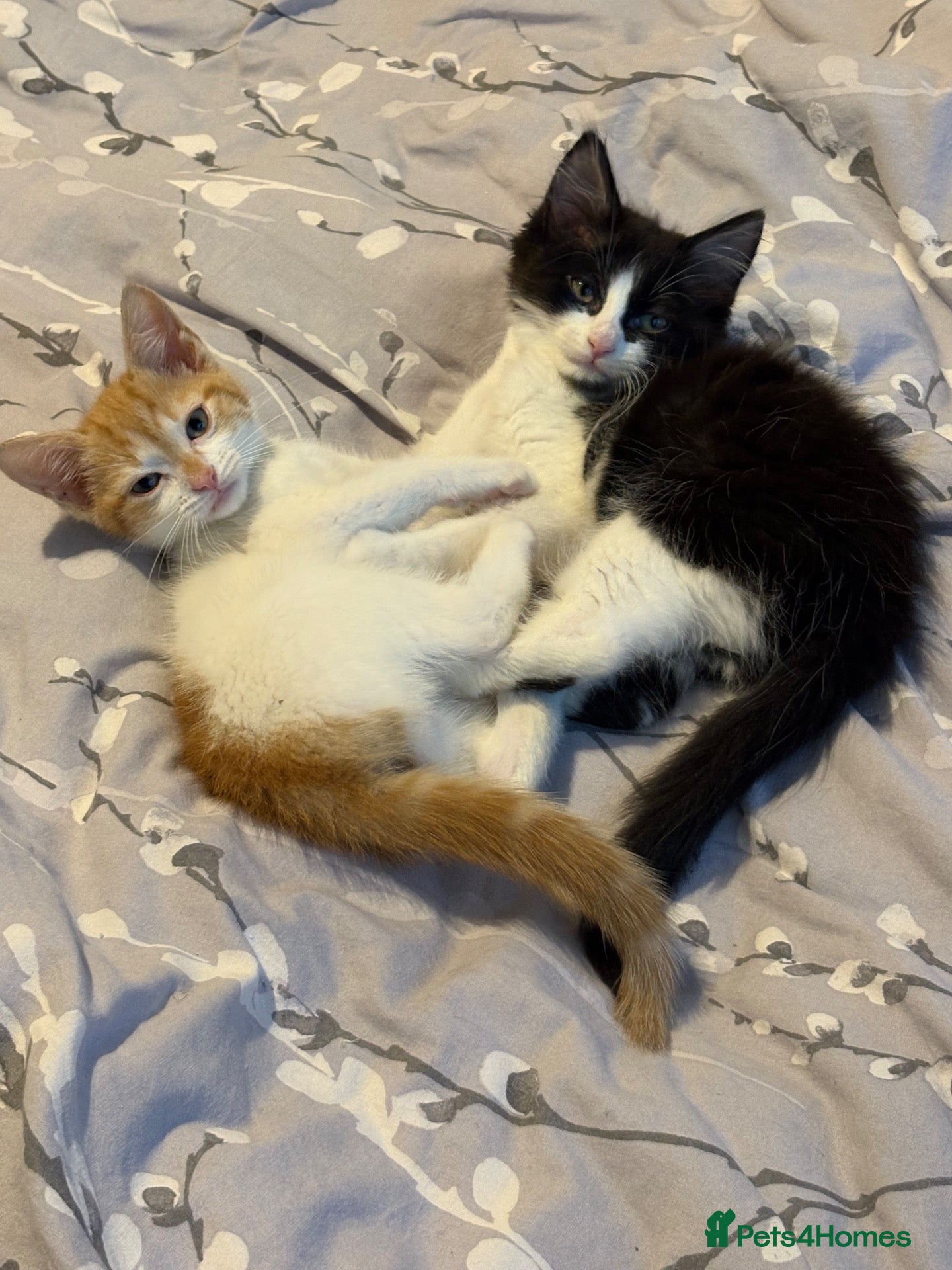 Domestic Shorthair cats Two cats -  litter box included  - Advert 6