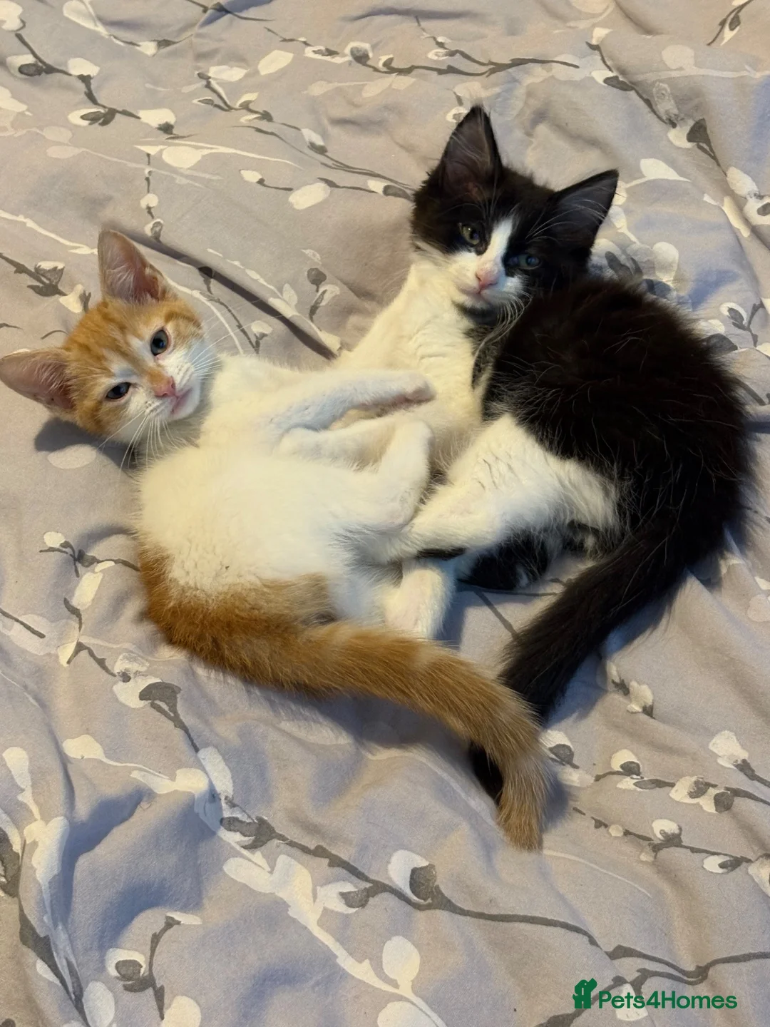 Domestic Shorthair cats for sale: Two cats -  litter box included  in Liverpool - Advert 1
