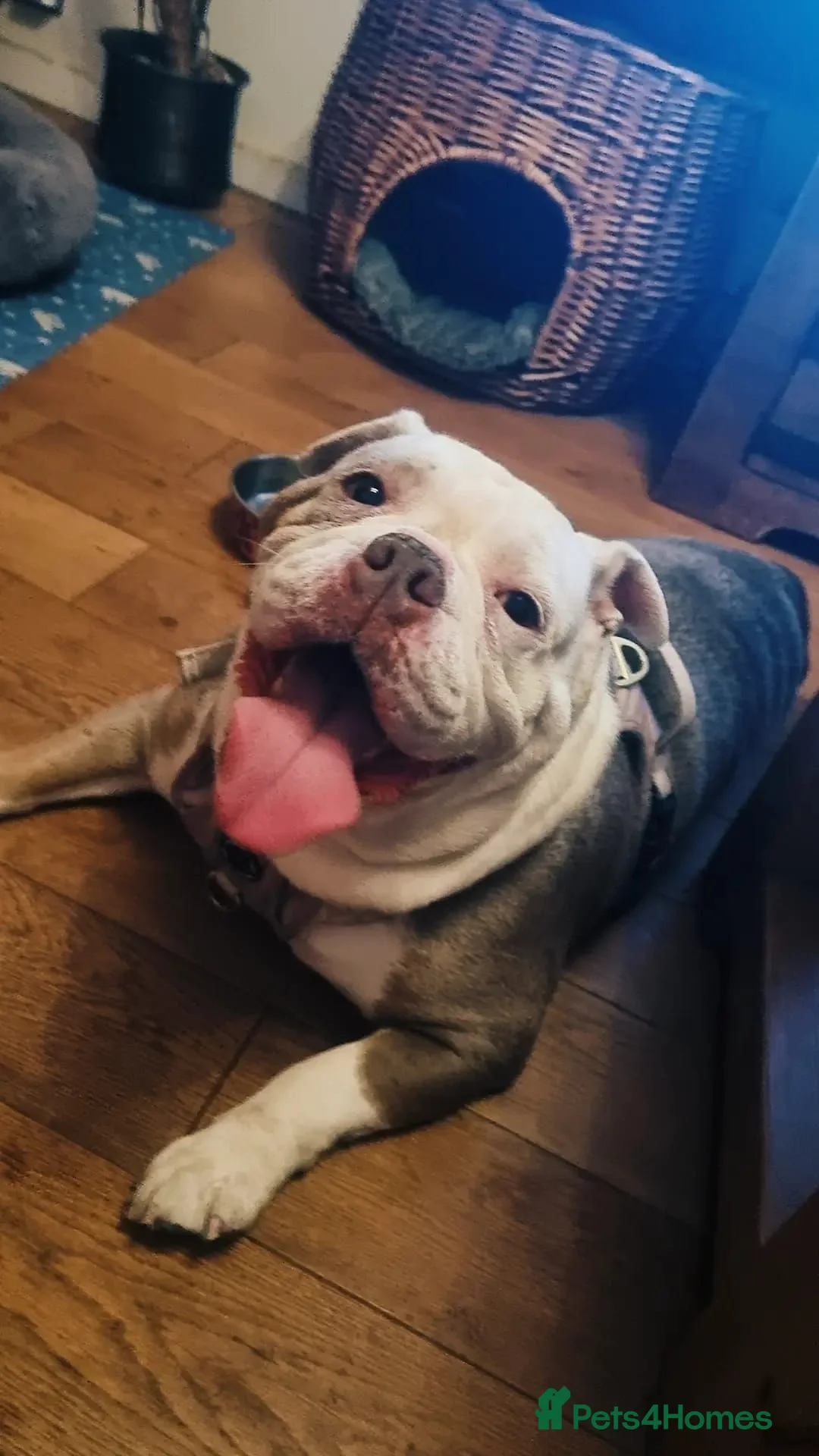 Old Tyme Bulldog dogs for sale: Old tyme bulldog girl - Advert 1