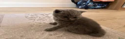 British Shorthair cats for sale: Blue British Shorthair Kittens  3 boys 1 girl - Advert 22