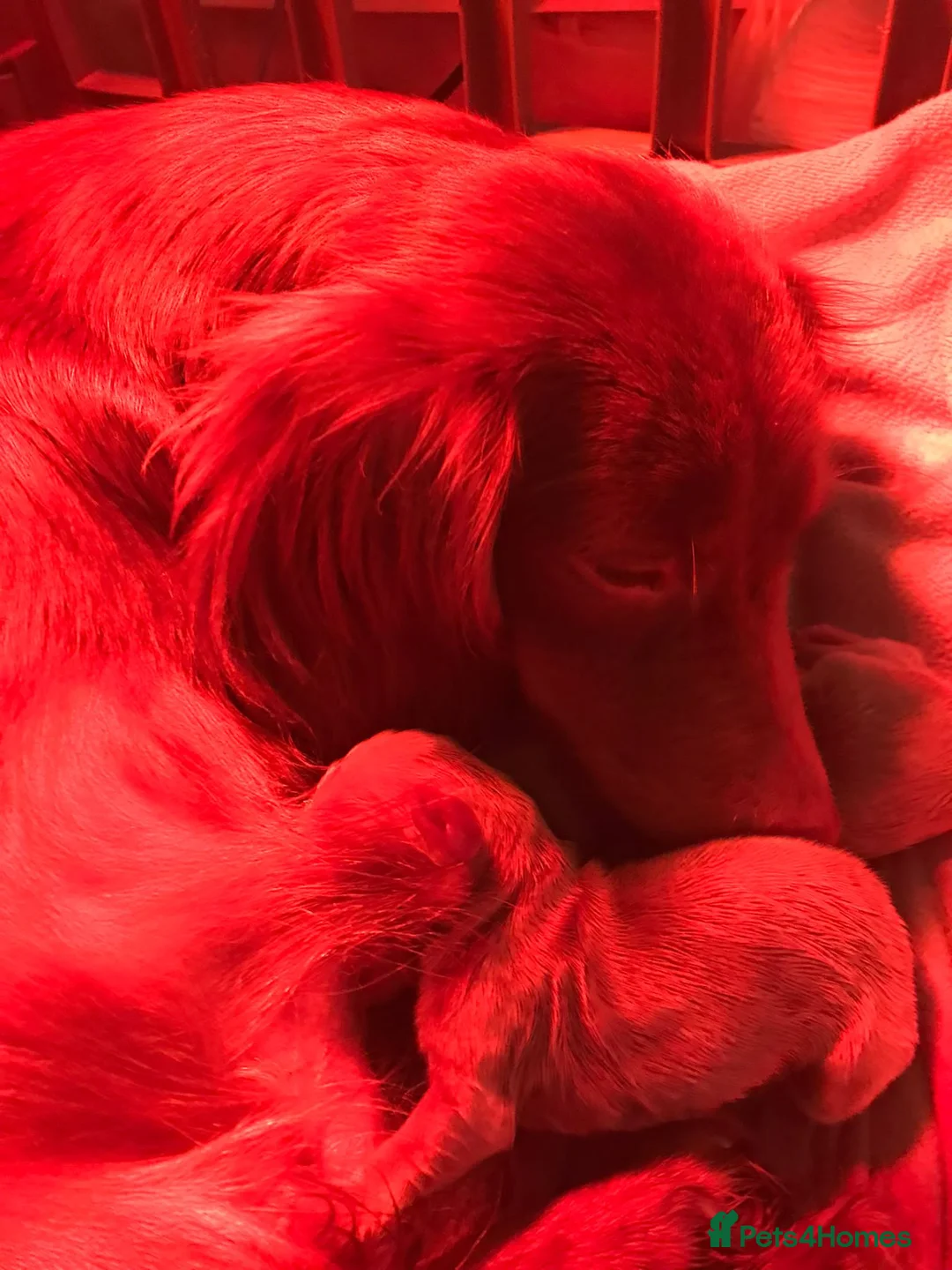 Miniature Dachshund dogs for sale: Three miniature long haired dachshunds  - Advert 16