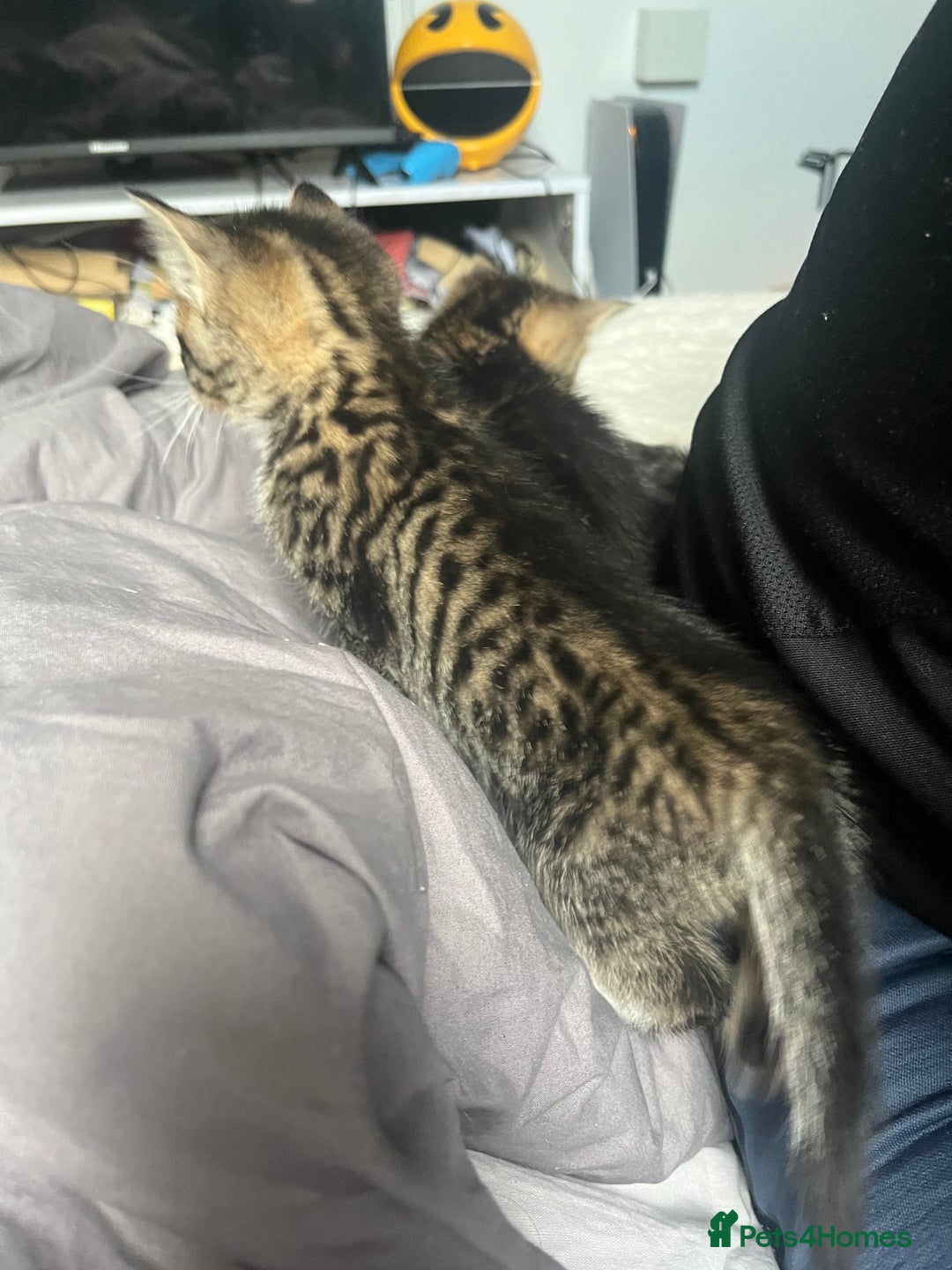Bengal cats for sale: Bengal cross tabby girl kittens  - Advert 10
