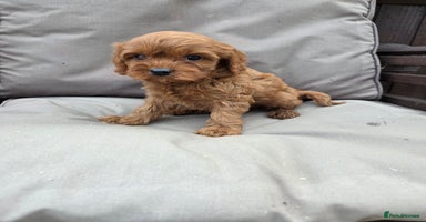 Cavapoo dogs - Advert 4