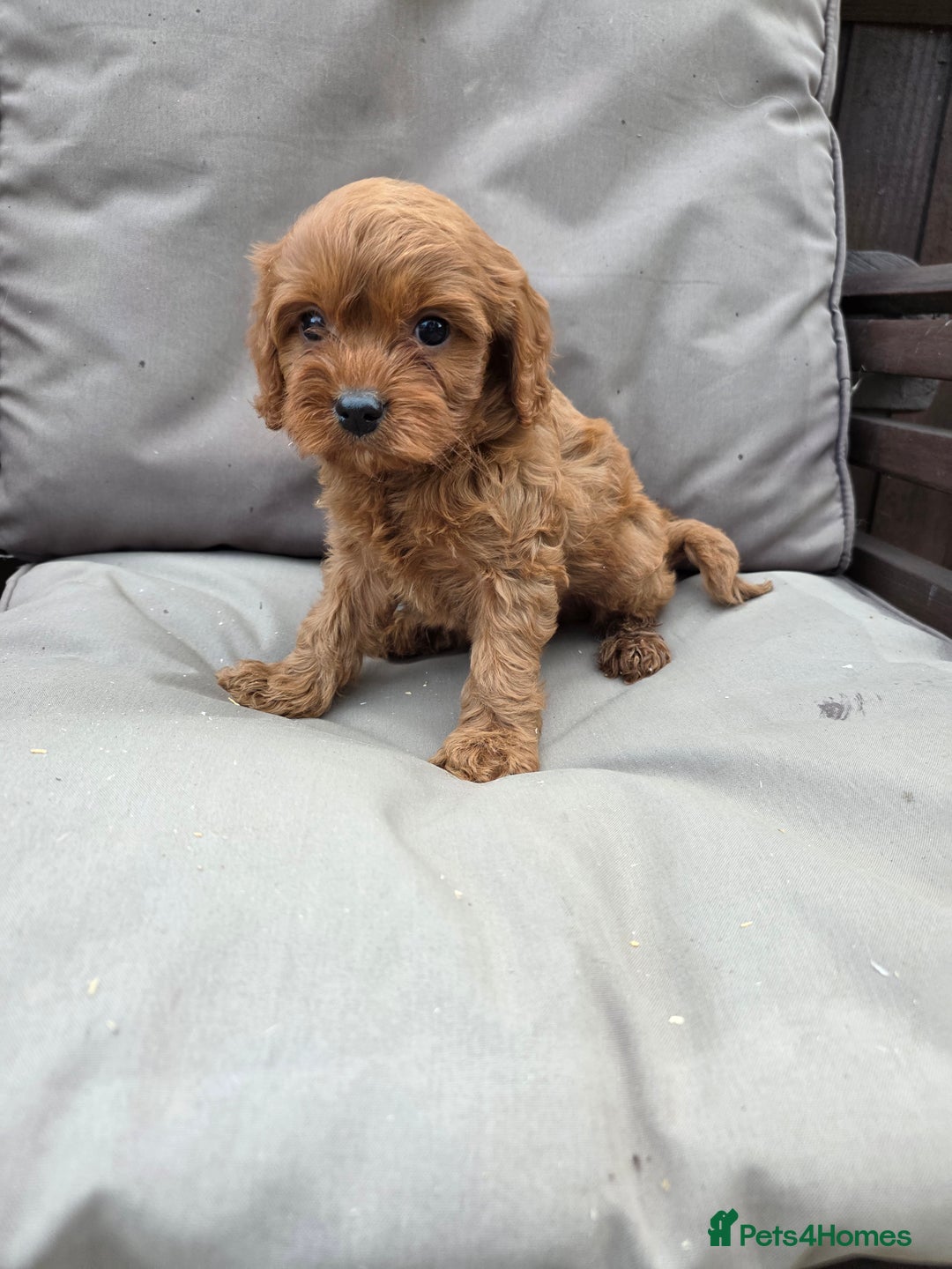 Cavapoo dogs for sale: Beautiful f1b cavapoo puppies  - Image 3