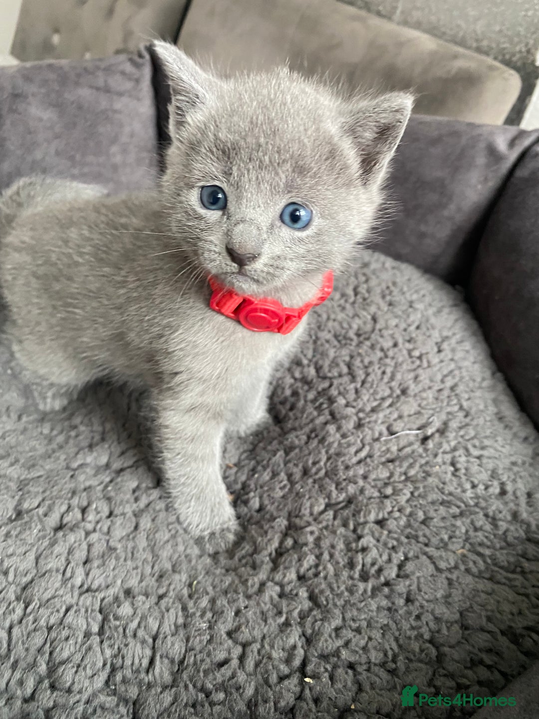 Russian Blue cats for sale: Russian blue kittens  - Advert 29
