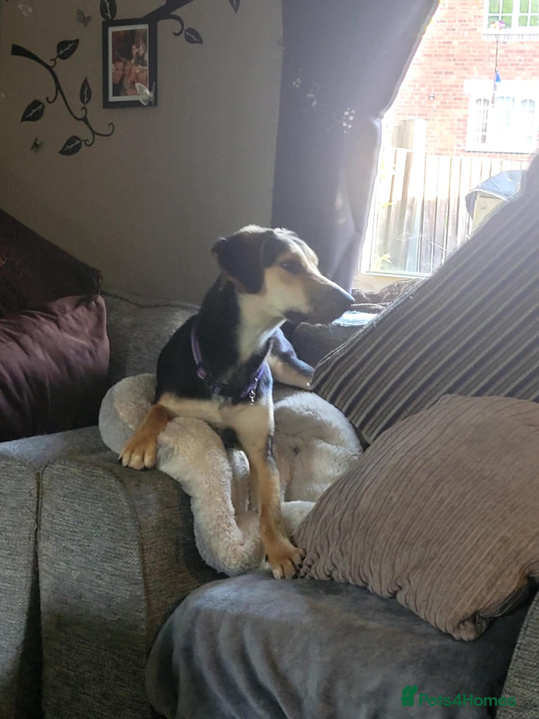Mixed Breed dogs for adoption: Echo – 9 months old. Female, Mixed breed. - Image 1