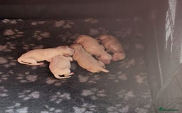 Mixed Breed dogs for sale: Cockapoo cross puppies  - Image 10