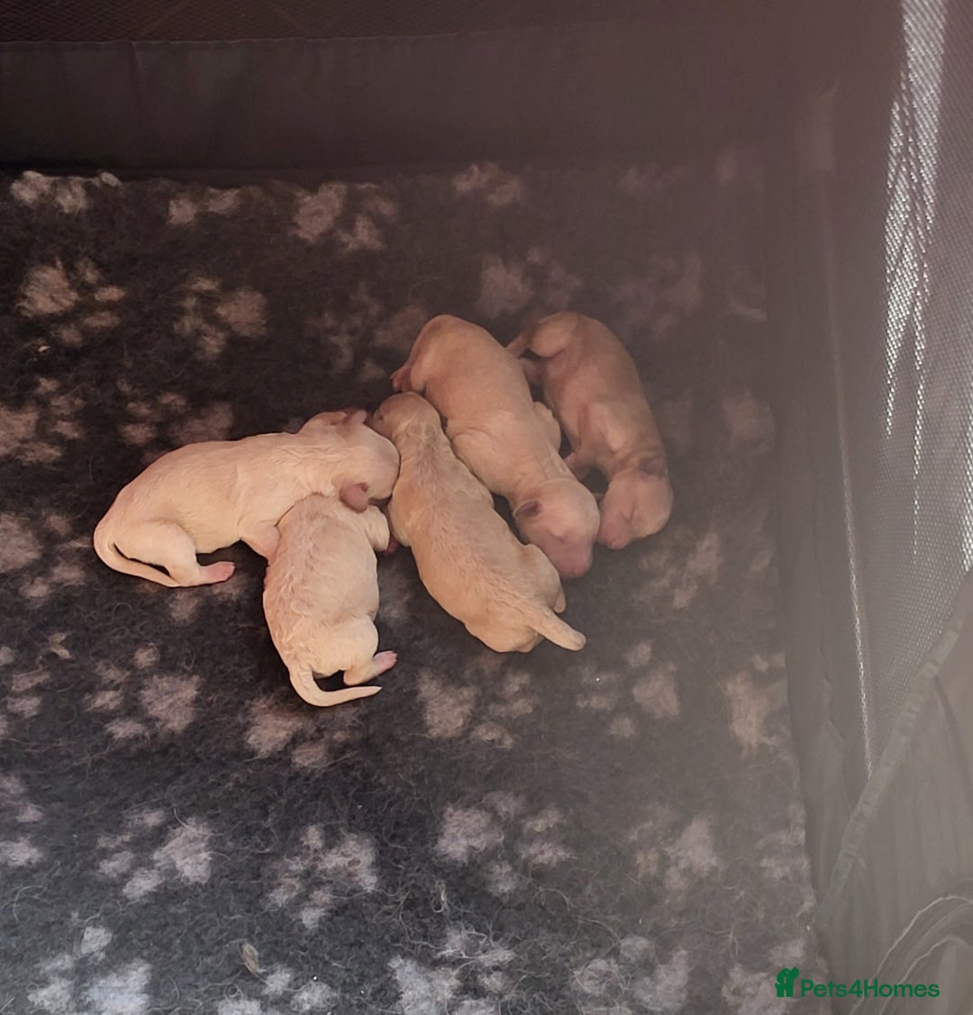 Mixed Breed dogs for sale: Cockapoo cross puppies  - Image 10