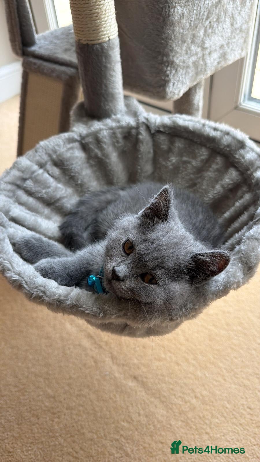 British Shorthair cats for sale: Rocky  - Advert 1