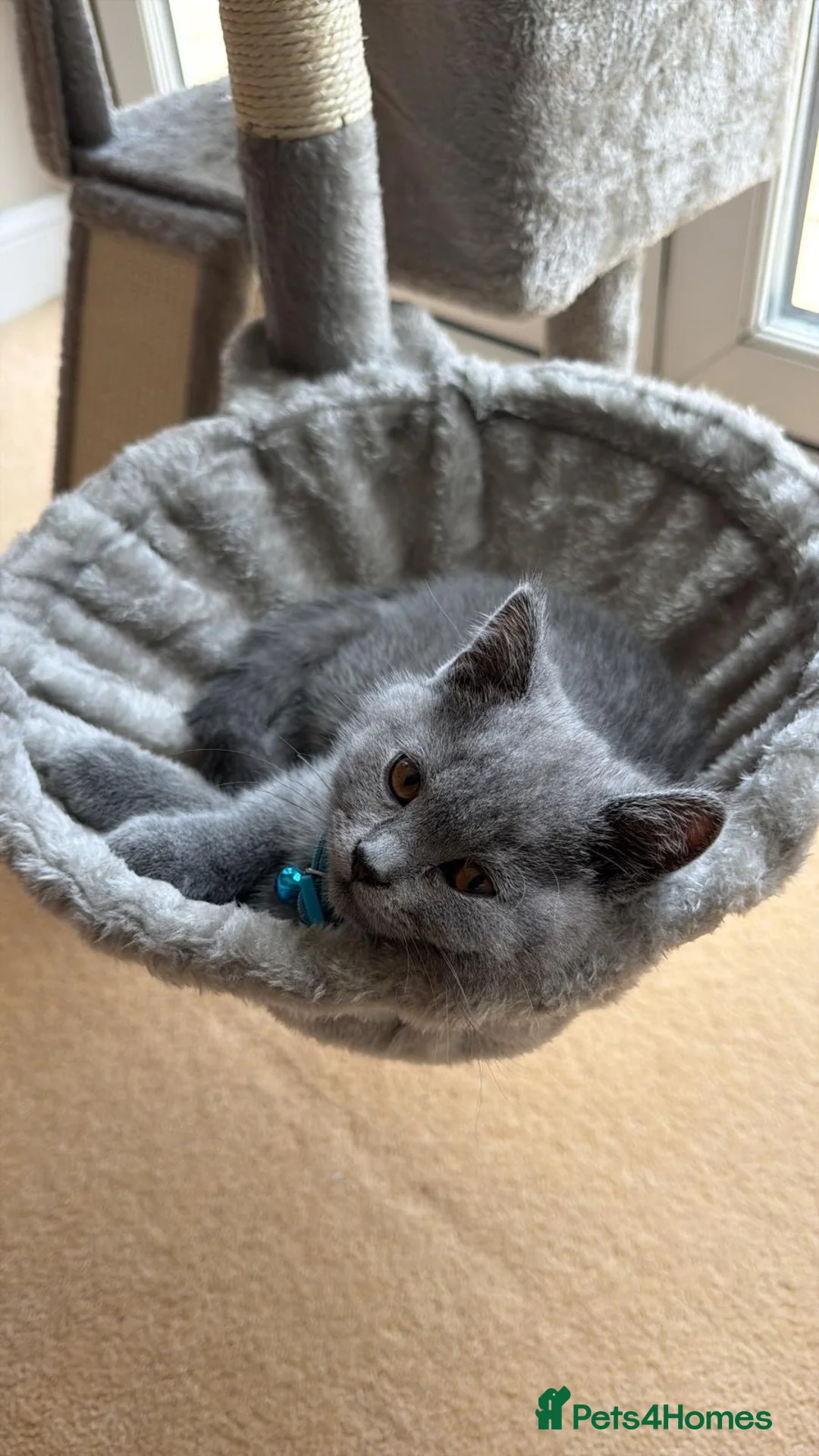 British Shorthair cats for sale: Rocky  in Edinburgh - Advert 1