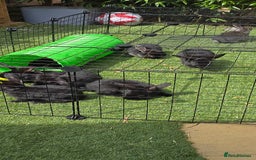 Dwarf Lop rabbits for sale: 9 Dwarf lop Rabbits ready for a new home - Image 2