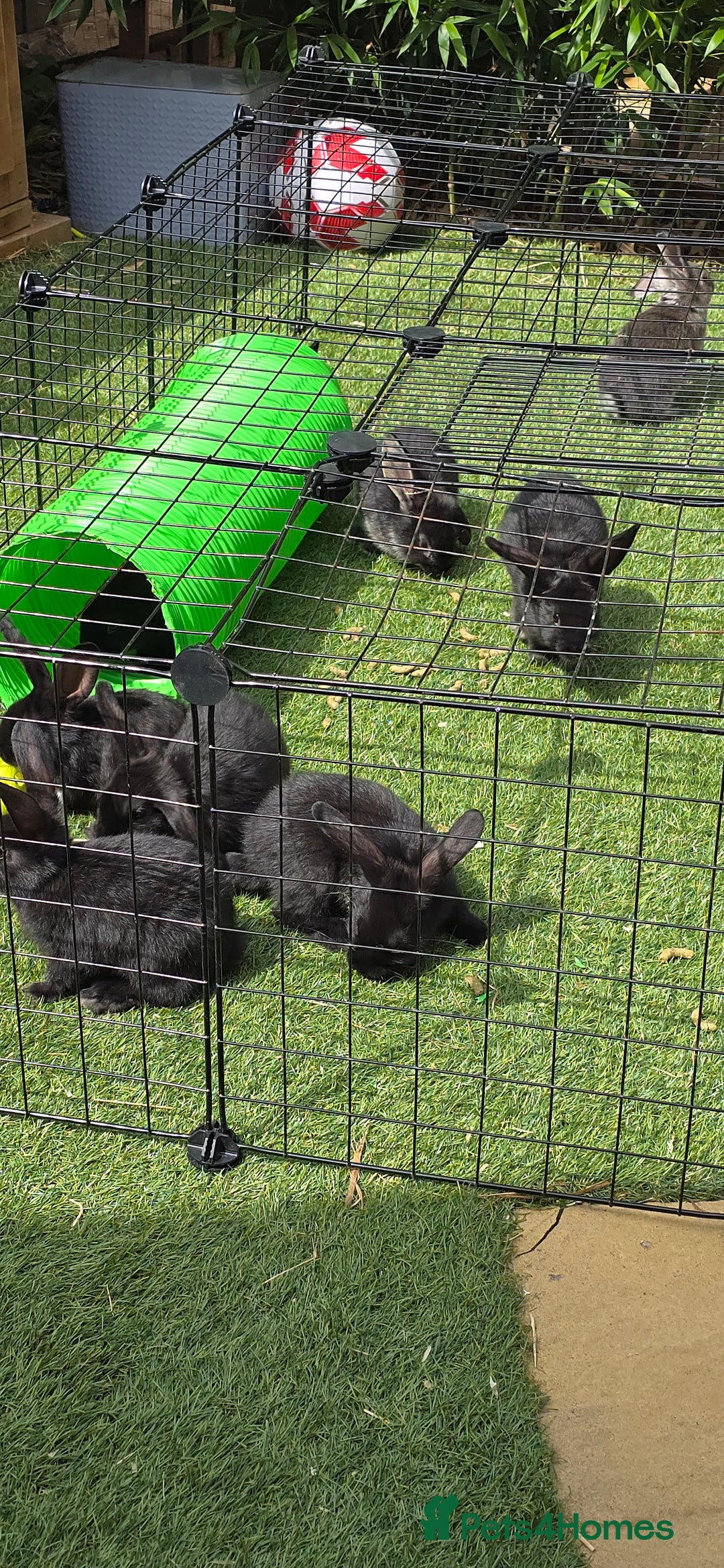 Dwarf Lop rabbits for sale: 9 Dwarf lop Rabbits ready for a new home - Image 2