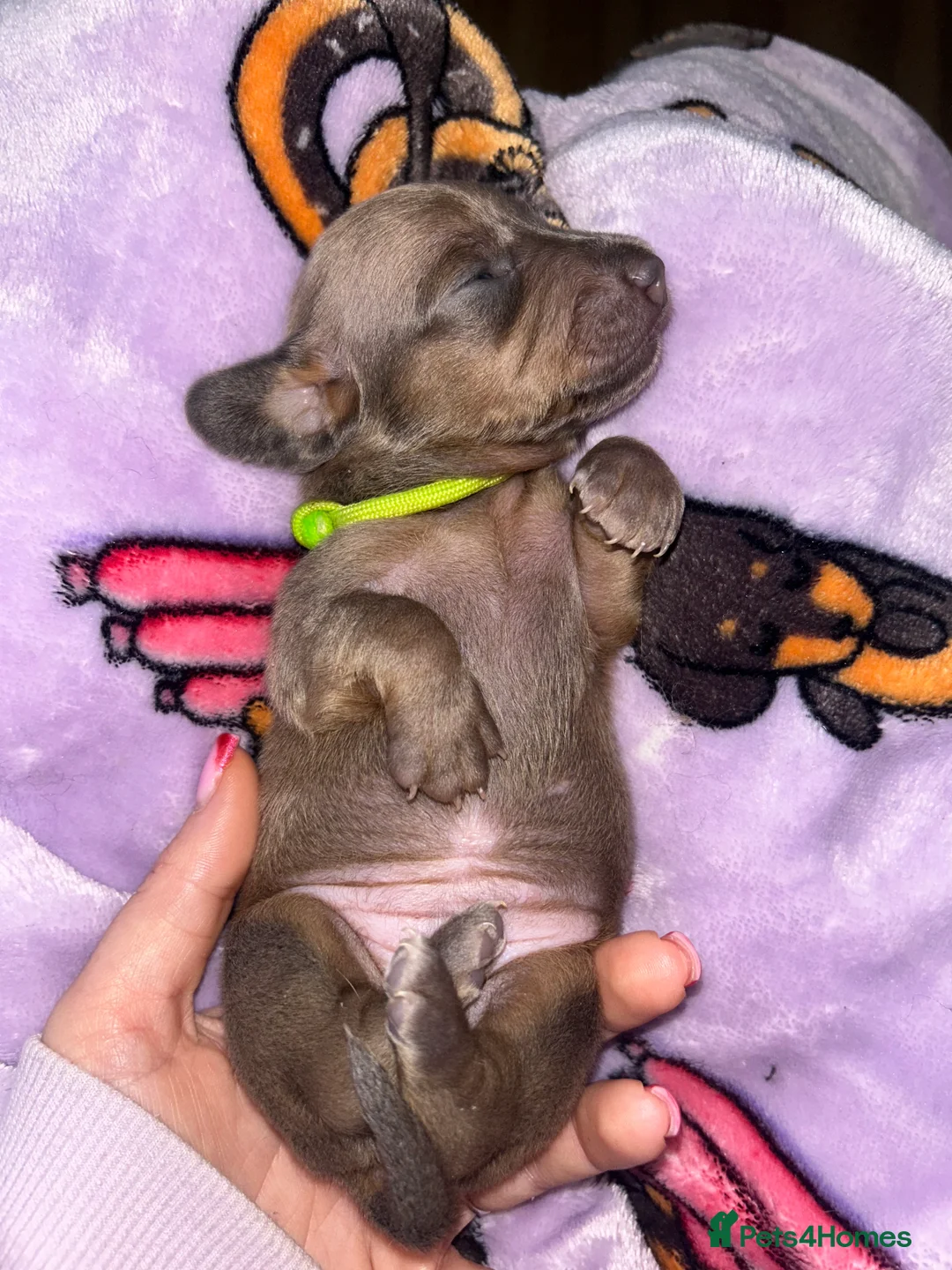 Miniature Dachshund dogs for sale: Tiny Kaninchen dachshunds  - Advert 13
