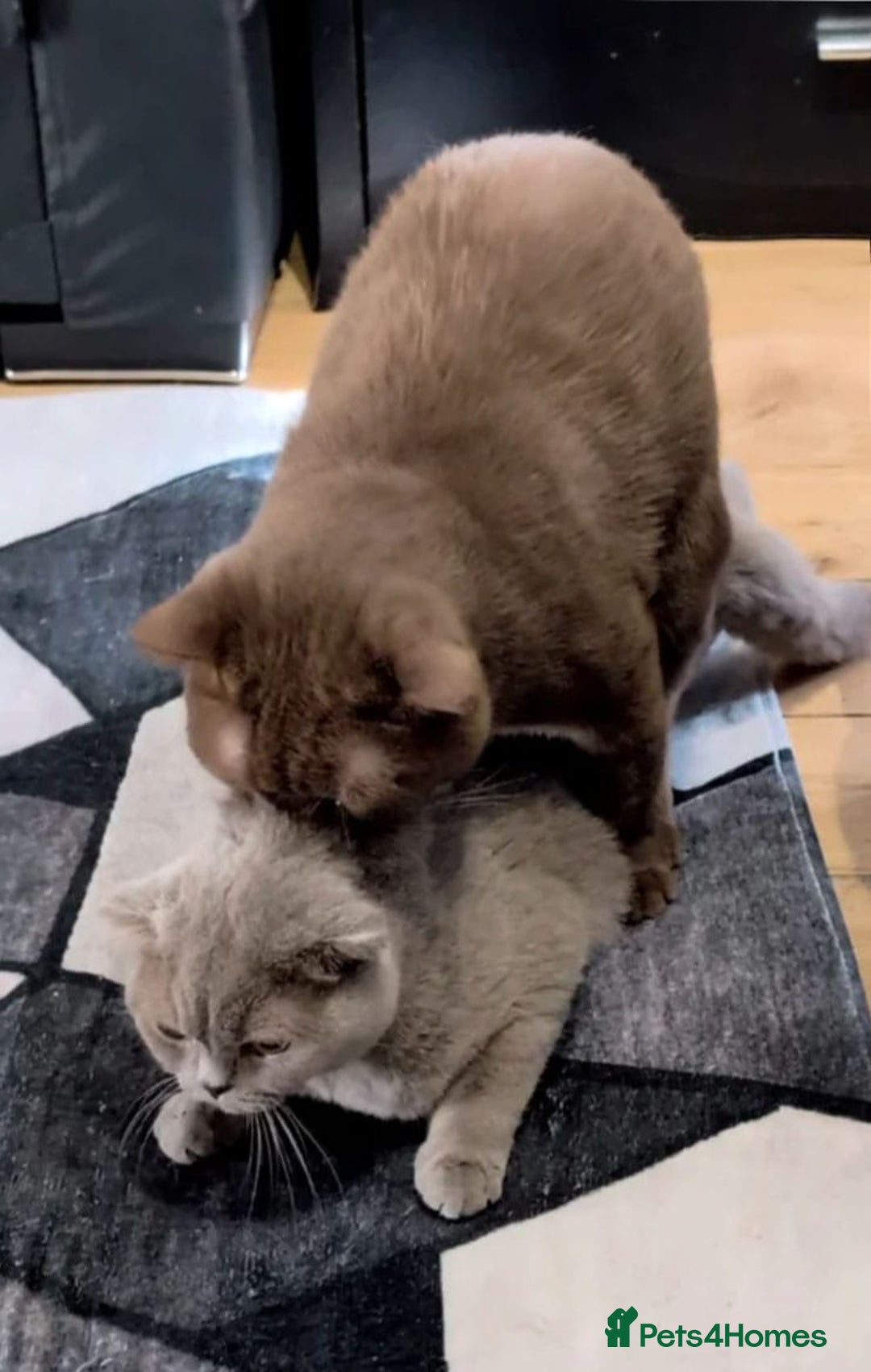 British Shorthair cats for sale: 🏆GCCF / TICA Active –🏅 PROVEN  - Advert 16