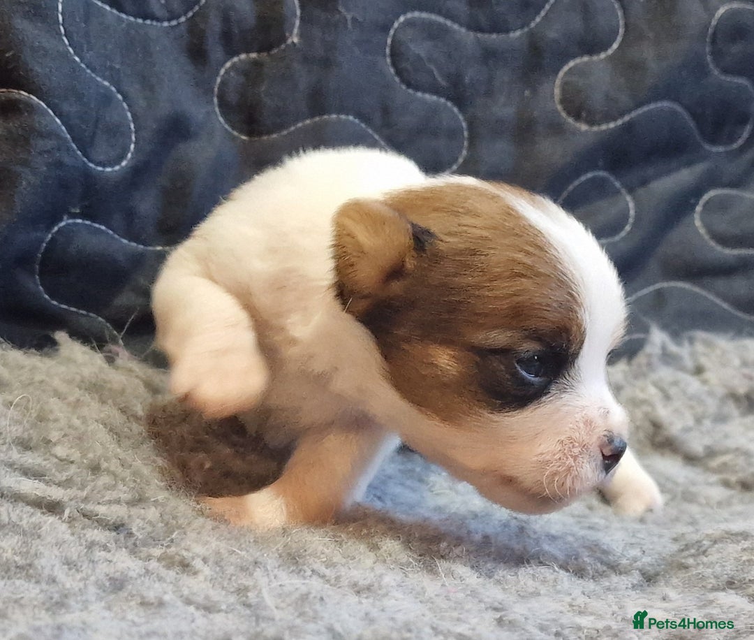 Jack Russell dogs for sale: kC Reg Jack Russell Pups, DNA Health Tested - Image 13