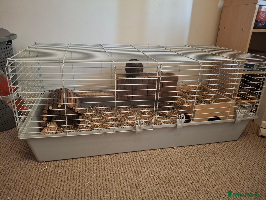 Guinea Pig rodents for sale: 2 friendly guinea pigs, indoor and outdoor cage - Image 4