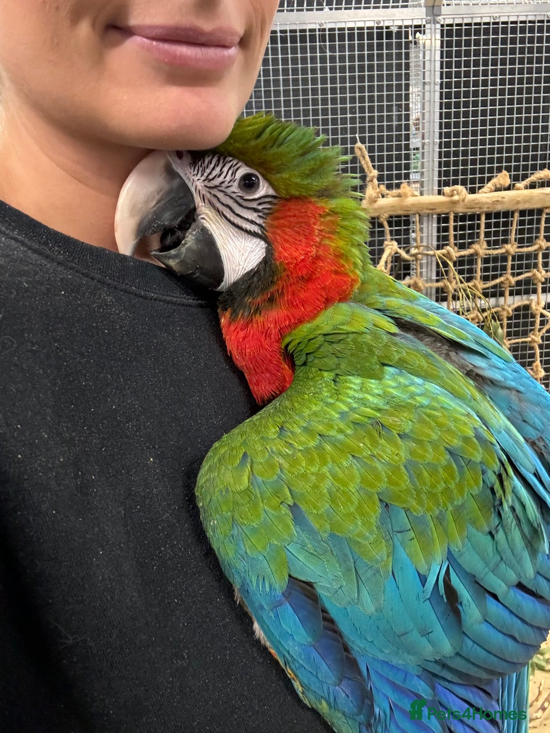 Macaws birds for sale: Gorgeous Harlequin baby handreared macaw - Image 2
