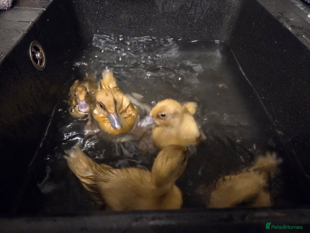 Ducks poultry for sale: Rare colour Pure bred silver runner Ducks  - Advert 13