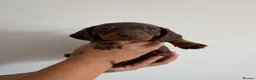 Miniature Dachshund dogs for sale: Amazing Pure Miniature Dachshund for sale!   - Advert 9
