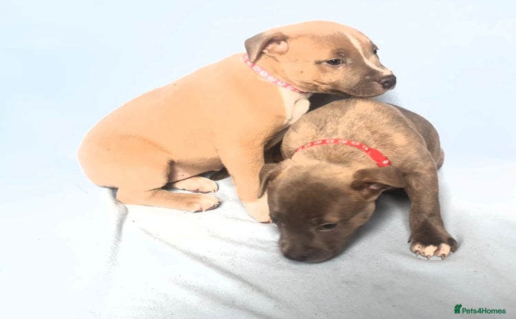 Staffordshire Bull Terrier dogs - Advert 1