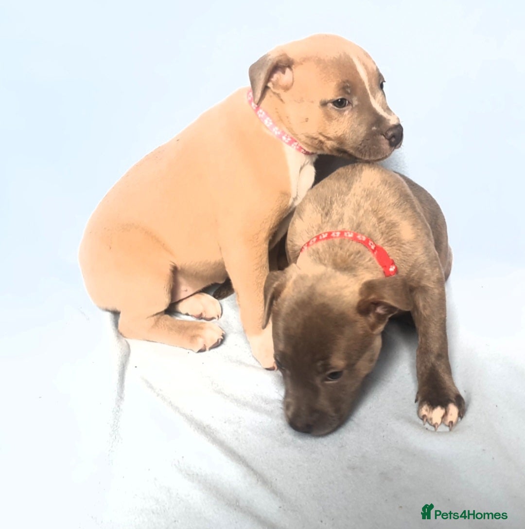 Staffordshire Bull Terrier dogs for sale: Staff puppies  - Image 1