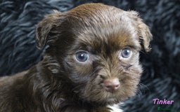 Yorkshire Terrier dogs for sale: Stunning Biro & Merle Yorkie Girls – Ready Nov 25 - Advert 13