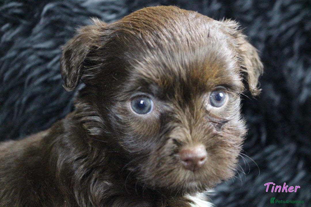 Yorkshire Terrier dogs for sale: Stunning Biro & Merle Yorkie Girls – Ready Nov 25 - Advert 13