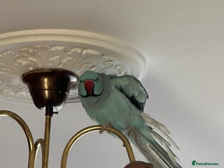 Ringnecks birds in Wembley - Advert 36