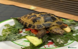 Tortoise reptiles for sale: Male horsfield tortoise. Very friendly! - Image 7