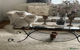 Persian cats for sale: Pedigree Persian silver chinchilla female - Image 6