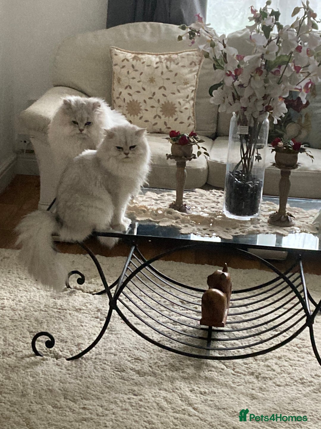 Persian cats for sale: Pedigree Persian silver chinchilla female - Image 6