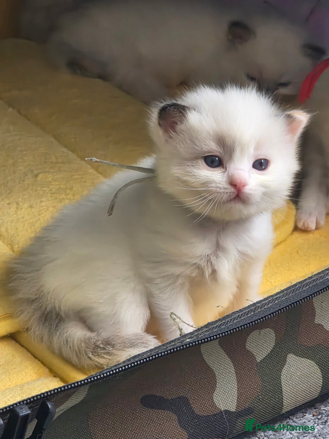 Ragdoll cats for sale: Fully Vaccinated Ragdolls ready 8th Nov - Image 7