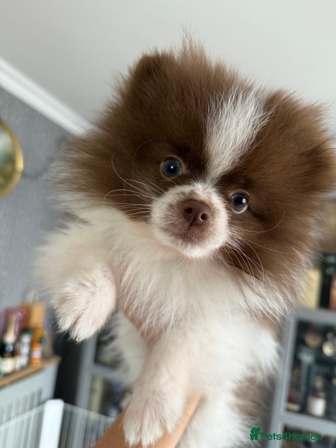 Pomeranian dogs for sale: Chocolate party & chocolate sable party Merle boys - Image 4
