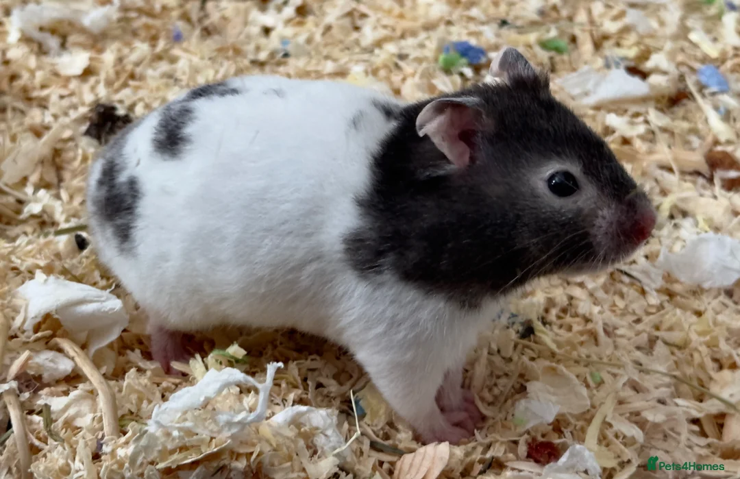 Hamster rodents for sale: Syrian hamster 10 weeks Female- for sale :) - Advert 6