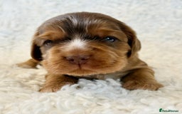 Cocker Spaniel dogs for sale: Full Health Tests KC Reg Showline Cocker Spaniels - Image 11
