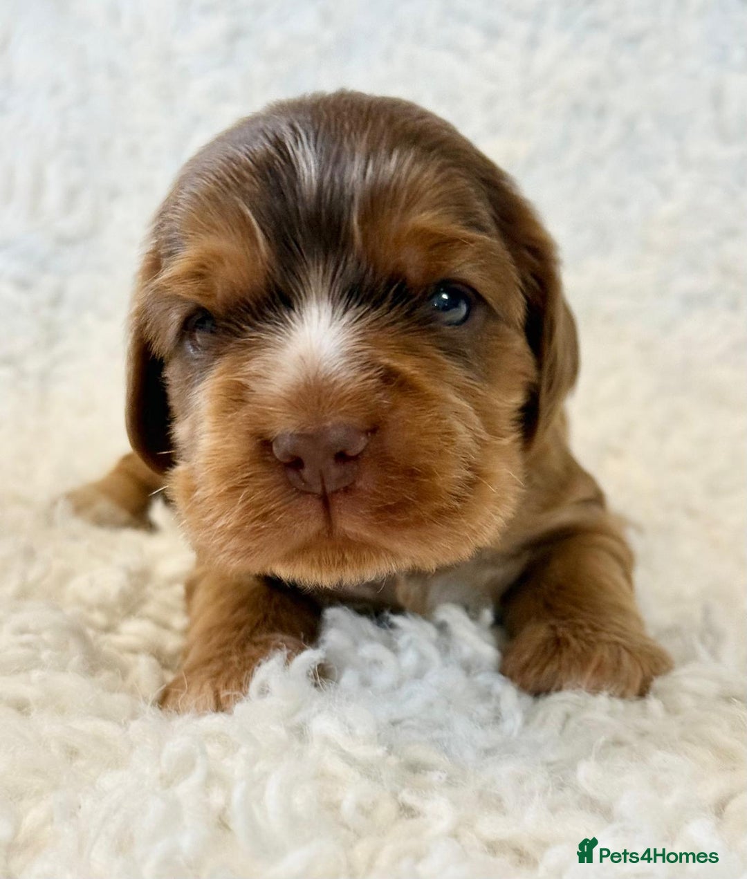 Cocker Spaniel dogs for sale: Full Health Tests KC Reg Showline Cocker Spaniels - Image 11