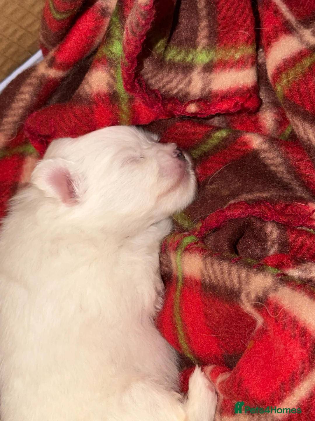 Pomeranian dogs for sale: Pomeranian puppies double coat Kc registered  - Advert 2