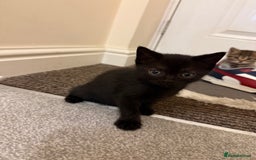 British Shorthair cats for sale: BSH X Scottish  - Image 3