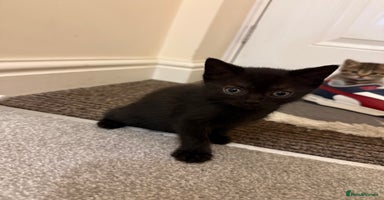 British Shorthair cats - Advert 10