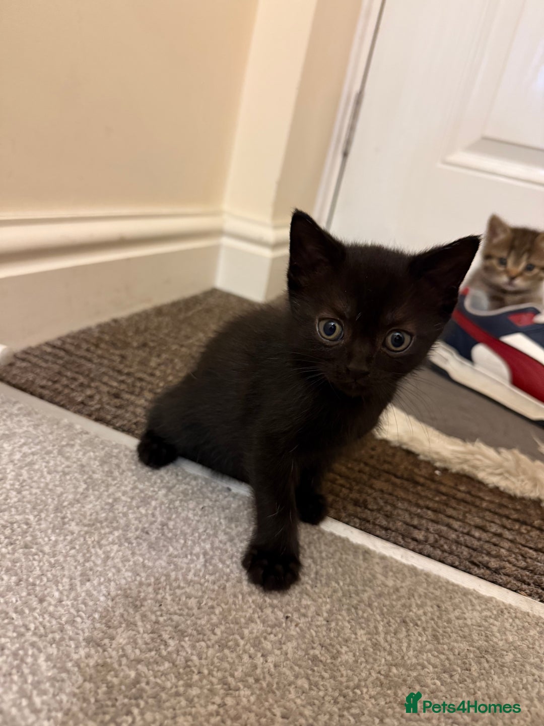 British Shorthair cats for sale: BSH X Scottish  - Image 3