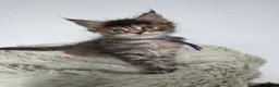 Maine Coon cats for sale: Superb quality Maine coon girls  - Advert 13