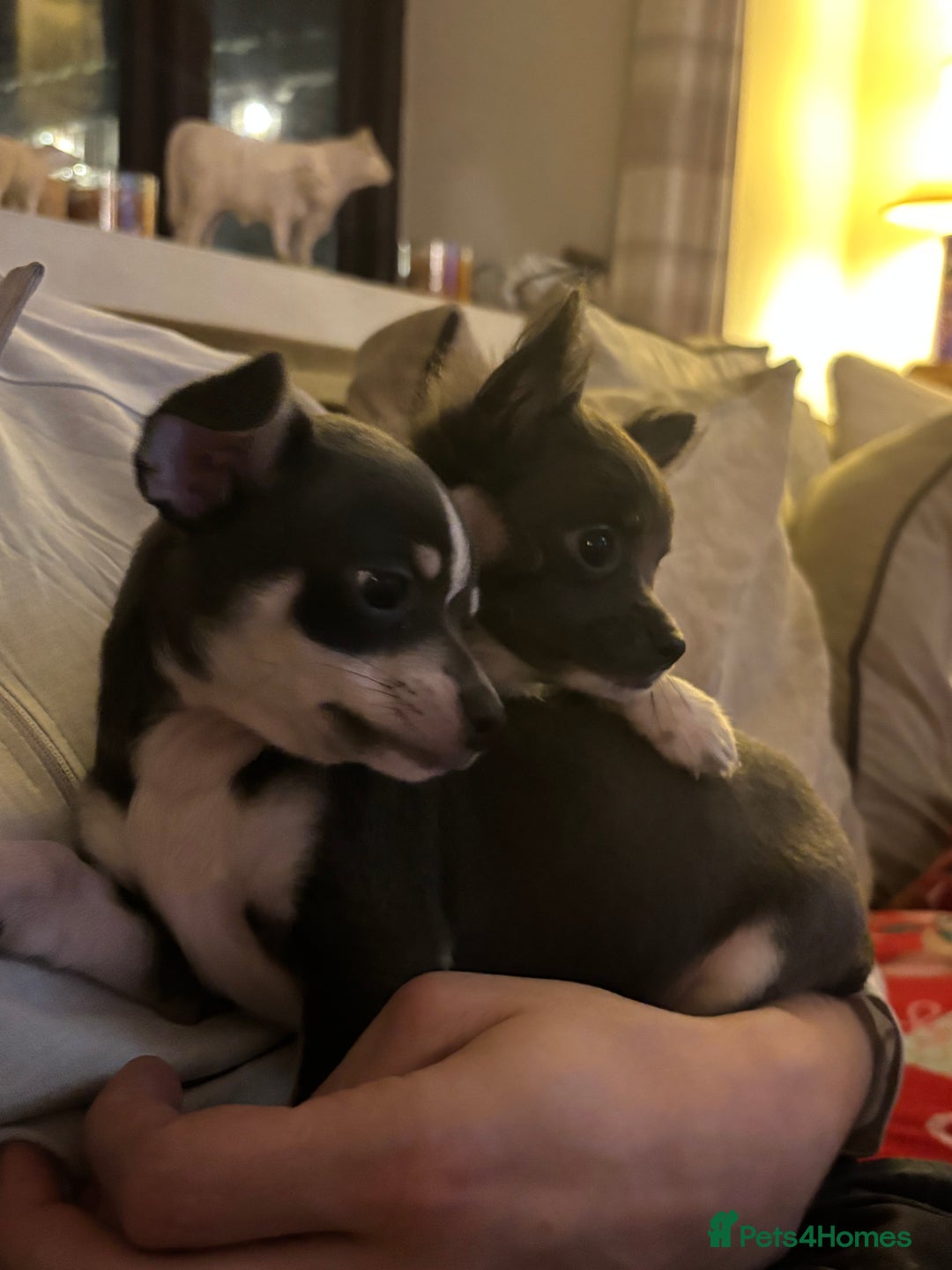 Chihuahua dogs for sale: Beautiful Chihuahua Pups For Sale. - Advert 2