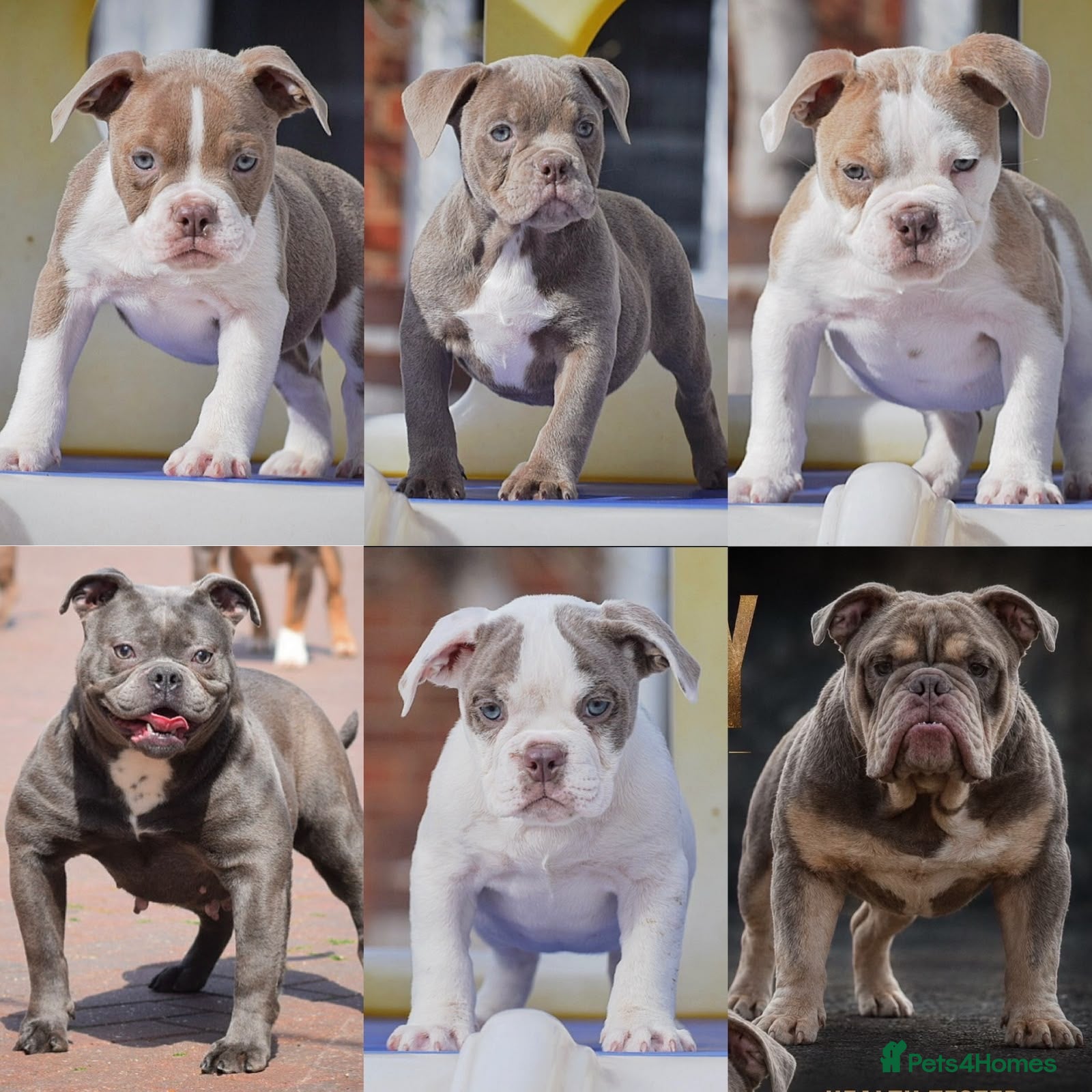 Old Tyme Bulldog dogs Trusted breeder of 24 years  - Advert 2