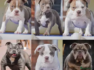 Old Tyme Bulldog dogs Trusted breeder of 24 years - Advert 2
