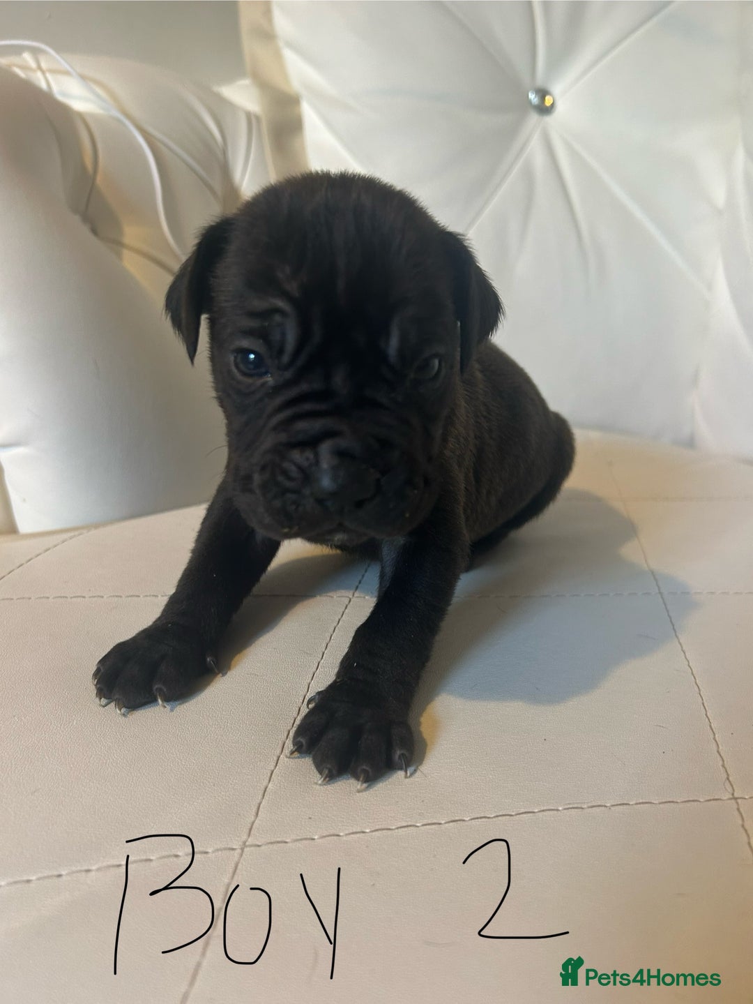 Mixed Breed dogs for sale: Stunning dogue de Bordeaux X cane corso - Image 9