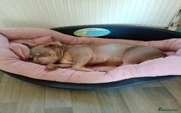 American Bully dogs for sale: Pocket bully  - Image 13