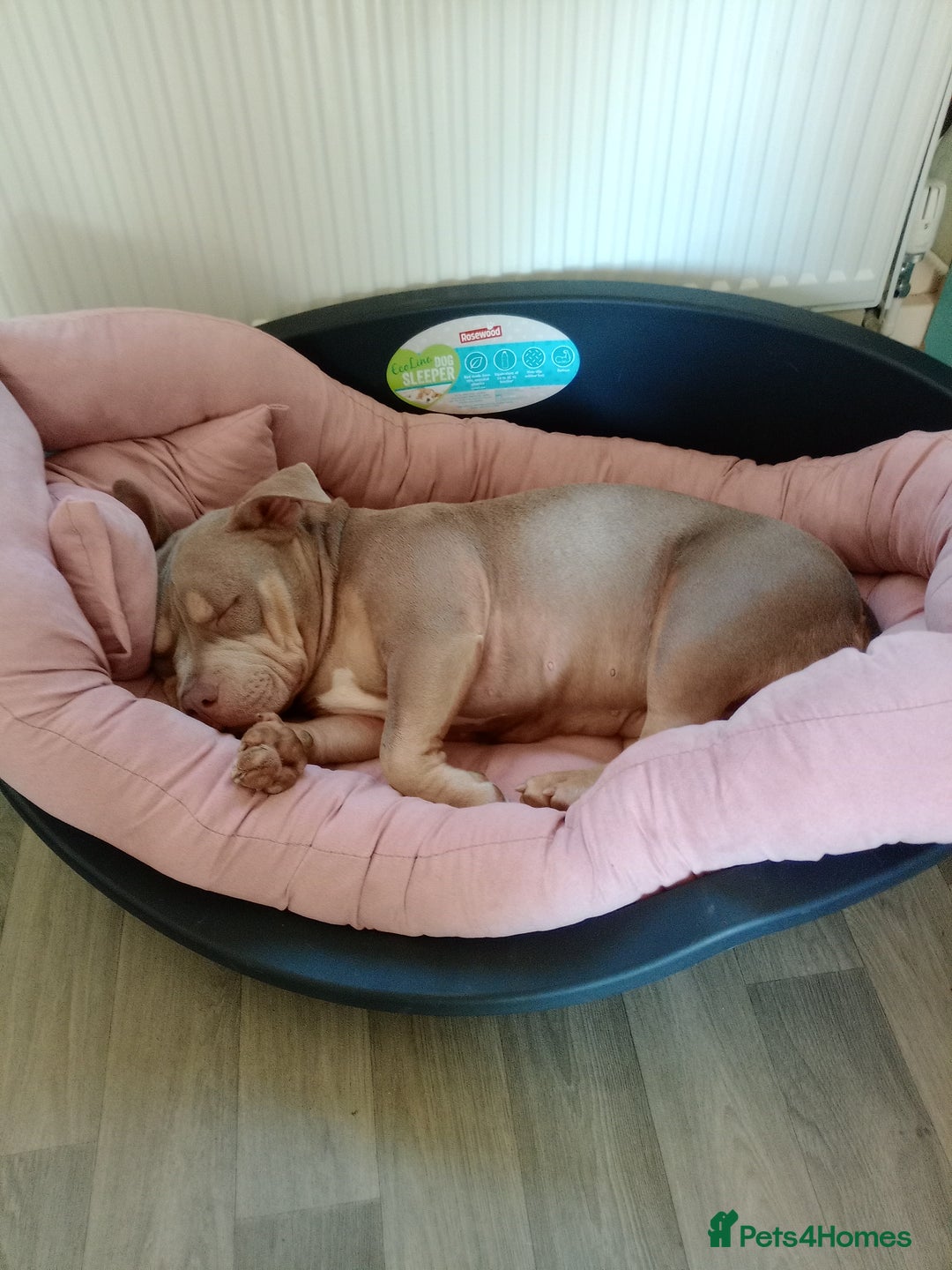 American Bully dogs for sale: Pocket bully  - Image 13