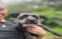 Mixed Breed dogs for stud: Looking for male stud  - Image 2